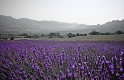 Cyclisme, Rennrad, Lavendel, Drôme, Alpinradler